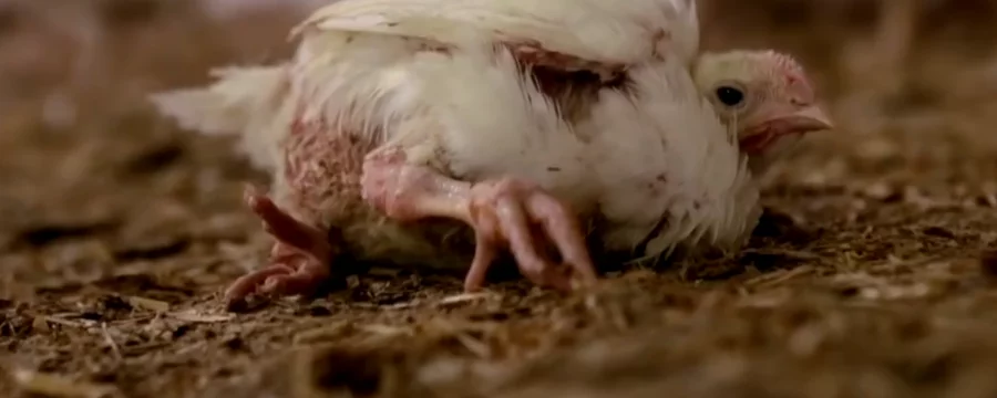 Injured chicken in a shed